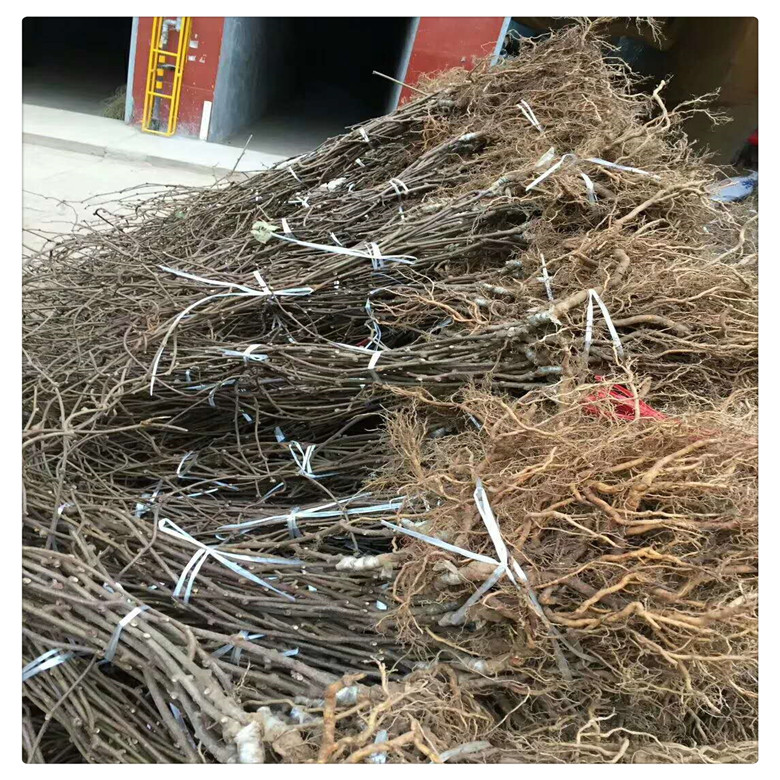 哪里有便宜的獼猴桃實生苗, 獼猴桃砧木,   量大優(yōu)惠