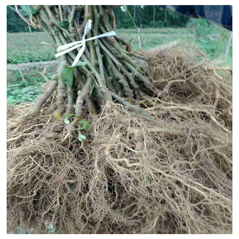 哪里有便宜的獼猴桃實生苗, 獼猴桃砧木,   量大優(yōu)惠