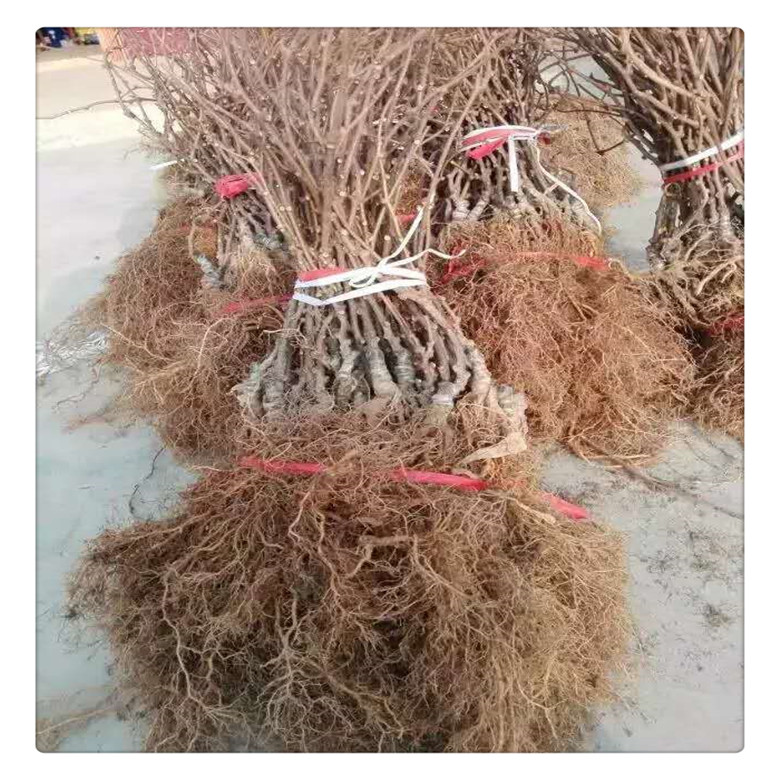 哪里有便宜的獼猴桃實(shí)生苗, 獼猴桃砧木,   抗旱能力強(qiáng)