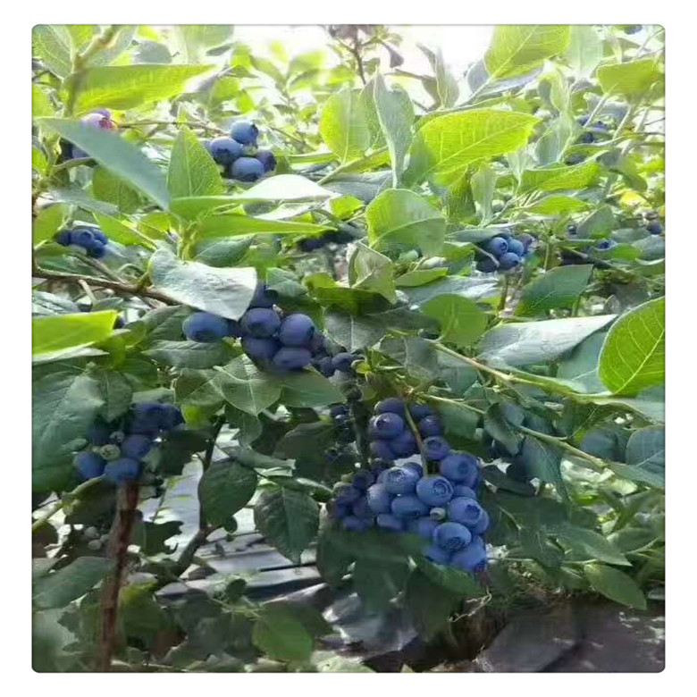 2019藍(lán)莓苗價(jià)格 ，基地 ，批發(fā)藍(lán)莓苗， 送種植技術(shù)資料  果樹(shù)苗