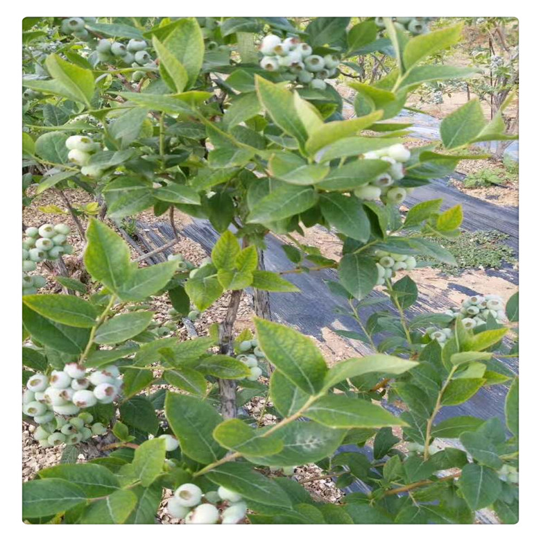 萊克西藍(lán)莓苗多少錢一棵 ，兔眼藍(lán)莓苗價(jià)格， 送種植技術(shù)資料  可盆栽地栽