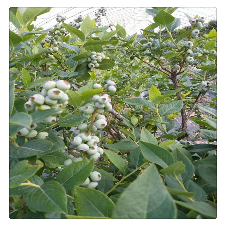 萊克西藍(lán)莓苗多少錢一棵 ，兔眼藍(lán)莓苗價(jià)格， 送種植技術(shù)資料  多買多送