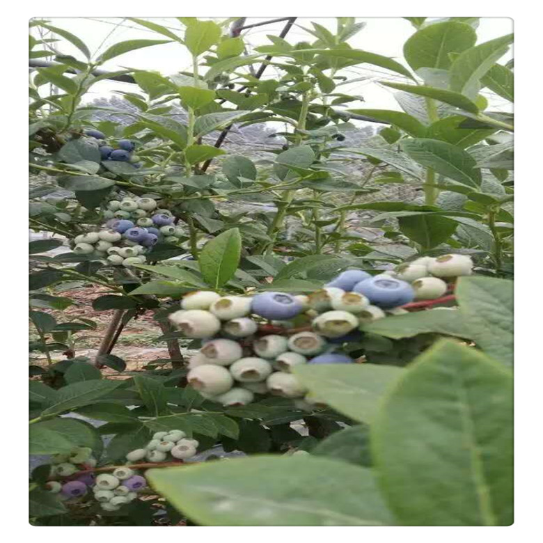 萊克西藍(lán)莓苗多少錢一棵 ，兔眼藍(lán)莓苗價(jià)格， 送種植技術(shù)資料  可盆栽地栽