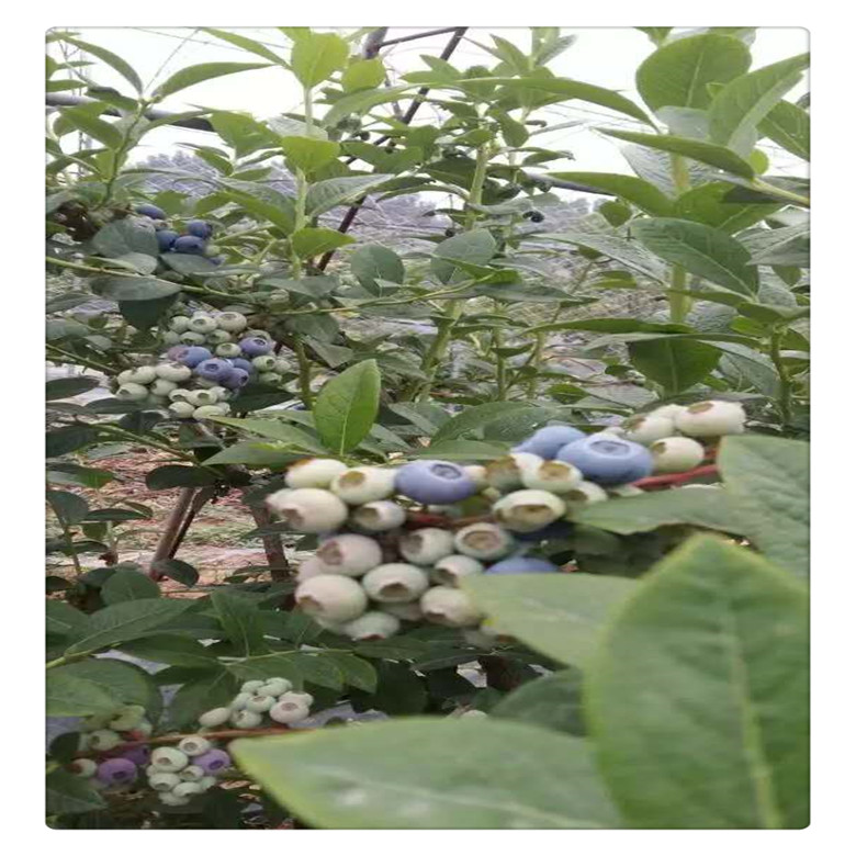 萊克西藍(lán)莓苗多少錢一棵 ，兔眼藍(lán)莓苗價(jià)格， 送種植技術(shù)資料  多買多送