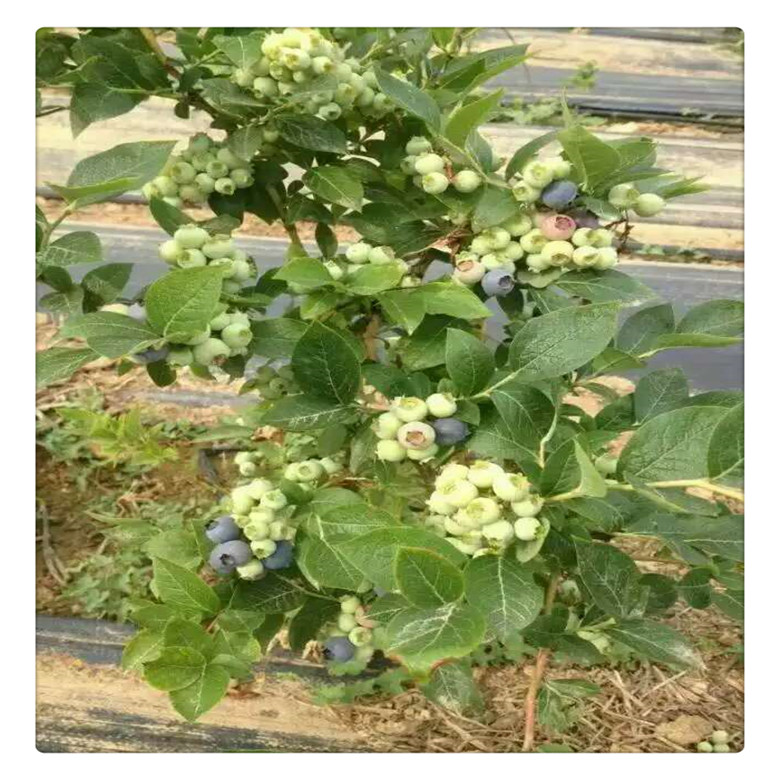 萊克西藍(lán)莓苗多少錢一棵 ，兔眼藍(lán)莓苗價(jià)格， 送種植技術(shù)資料  可盆栽地栽