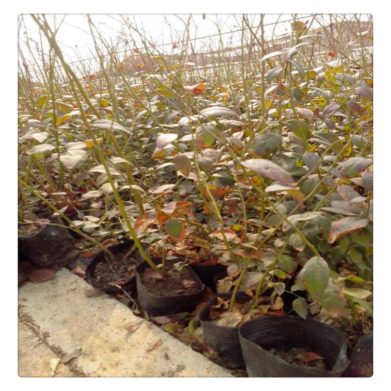2019藍(lán)莓苗價(jià)格 ，基地 ，批發(fā)藍(lán)莓苗， 送種植技術(shù)資料  果樹(shù)苗