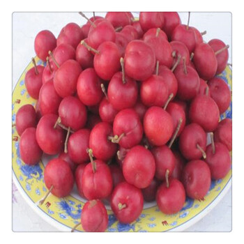 鈣果苗價(jià)格,出售叢生中華鈣果苗,歡迎實(shí)地考察