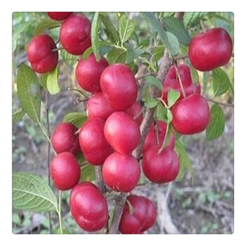 哪里有農(nóng)大鈣果苗,鮮食鈣果苗批發(fā)基地,品種