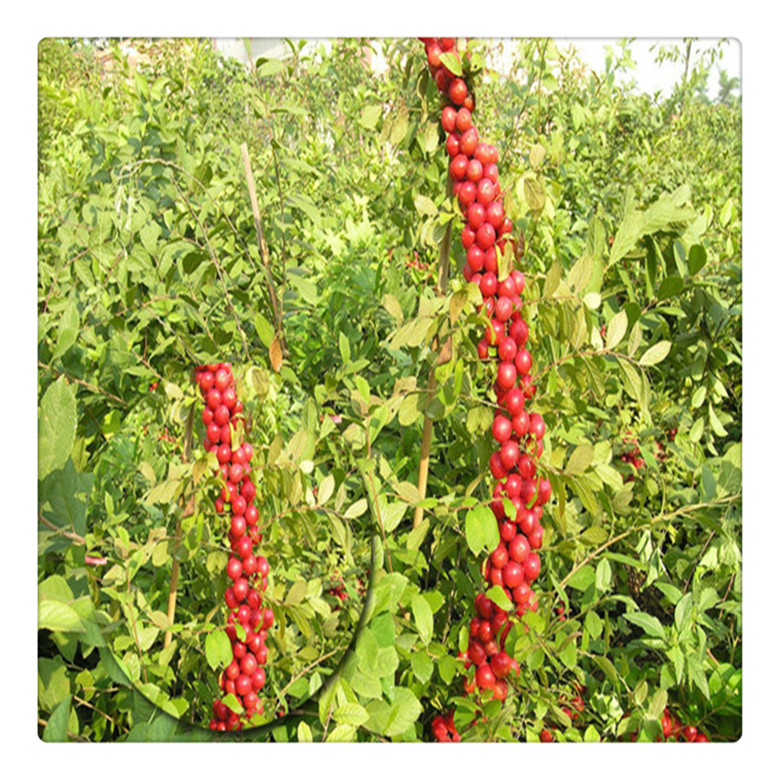 鈣果苗, 農(nóng)大鈣果8號 中華鈣果9號鈣果苗,   提供種植技術(shù)