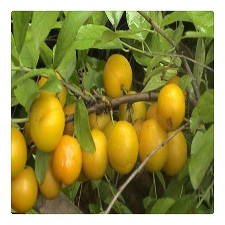 哪里有農(nóng)大8號鈣果苗, 中華鈣果苗價格,   量大可從優(yōu)