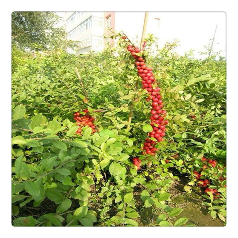 哪里有便宜中華鈣果苗, 鈣果苗多少錢(qián)一棵,   當(dāng)年結(jié)果