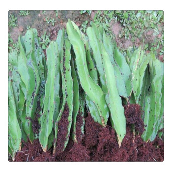 火龍果樹苗紅心果苗火龍果苗紅肉紫肉帶根發(fā)貨,歡迎訂購(gòu)