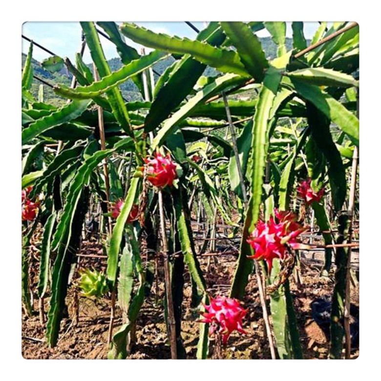 四季紅心火龍果苗， 紅肉火龍果苗， 盆栽當(dāng)年結(jié)果,   品種果樹苗