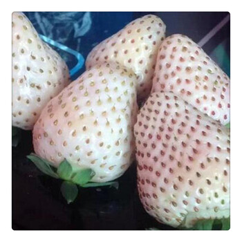 基地奶油草莓苗,豐香草莓苗價(jià)格,品種