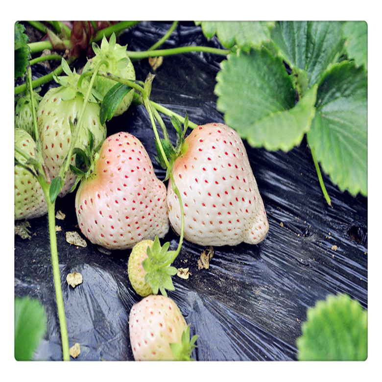 广东法兰地草莓苗, 白草莓苗格,   品种