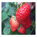 大奶油草莓苗,基地批发多品种草莓苗,欢迎订购图片1