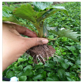 甜查理草莓苗,小白草莓苗,提供种植技术