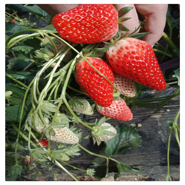油草莓苗 ,基地批发多品种草莓苗,   欢迎订购