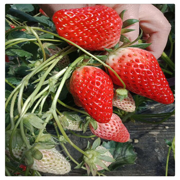 广东法兰地草莓苗,白草莓苗批发价格,品种
