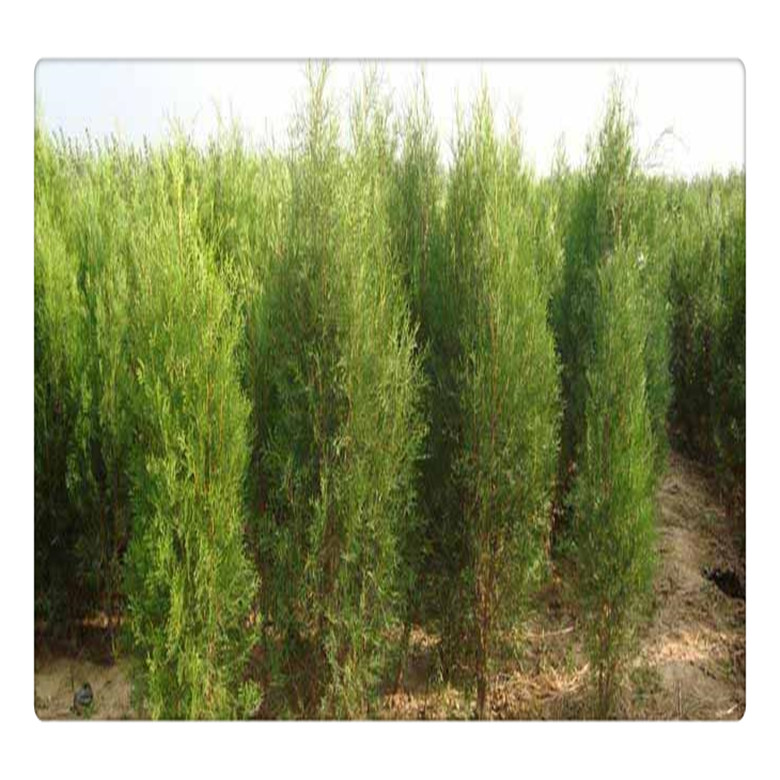 2019柏樹苗價格， 綠化用帶杯龍柏苗， 墓地柏樹，   提供種植技術(shù)