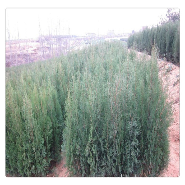 園林綠化工程用龍柏苗價格，營養(yǎng)缽側柏小苗，  品種果樹苗