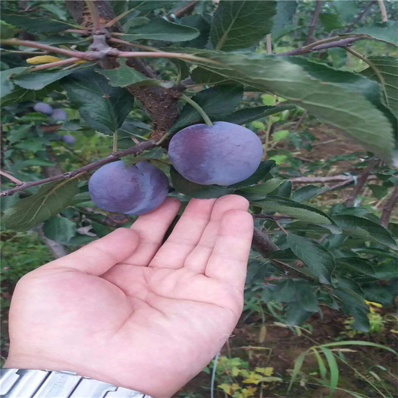 遼寧  7號李子苗價(jià)格，7號李子苗多少錢一棵苗， 適合南北方種植