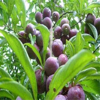 北京國峰7號李子苗價格，國峰7號李子苗多少錢一棵苗，可盆栽