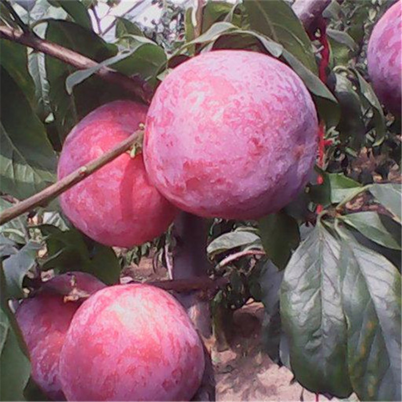 山西  哪里有李子苗, 西梅李子苗價(jià)格,  貨源
