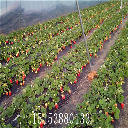 紅顏草莓苗 奶油草莓苗 桃熏草莓苗  品種