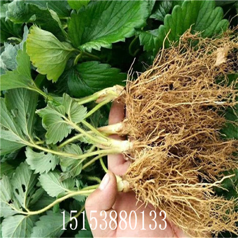 上海姬草莓苗 甜查理 妙香牛奶草莓苗 甜寶草莓苗,來電