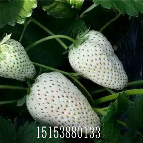 章姬草莓苗量大價優 法蘭地草莓苗  新品種果樹苗