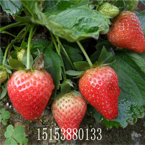宁夏自治区质草莓苗批发,山东草莓苗批发,高产果树苗
