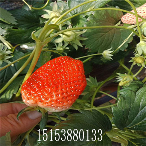 紅顏草莓苗價(jià)格,紅顏草莓苗多少錢一顆，  易