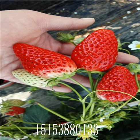 妙香7號草莓苗 潤澤 草莓苗 桃熏草莓苗 白草莓  量大優(yōu)惠