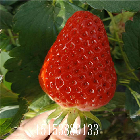 草莓苗 草莓種苗 甜寶草莓苗 牛奶草莓 地栽成品苗  量大優(yōu)惠