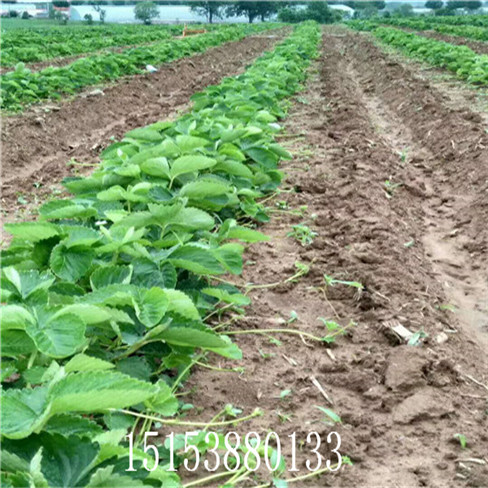 2019年新品種草莓苗基地 奶油草莓苗價(jià)格  多買(mǎi)多送