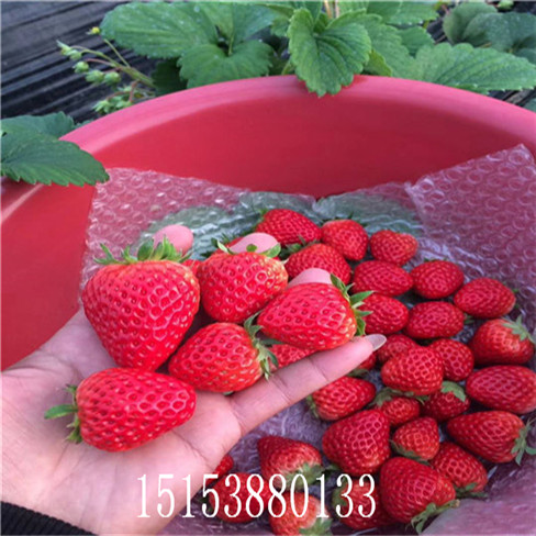 草莓苗紅顏草莓苗,紅顏草莓苗價格,  量大優(yōu)惠中