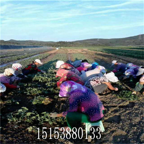 大棚草莓苗 奶油草莓苗批發(fā) 草莓苗格 良種草莓苗  送技術(shù)指導(dǎo)