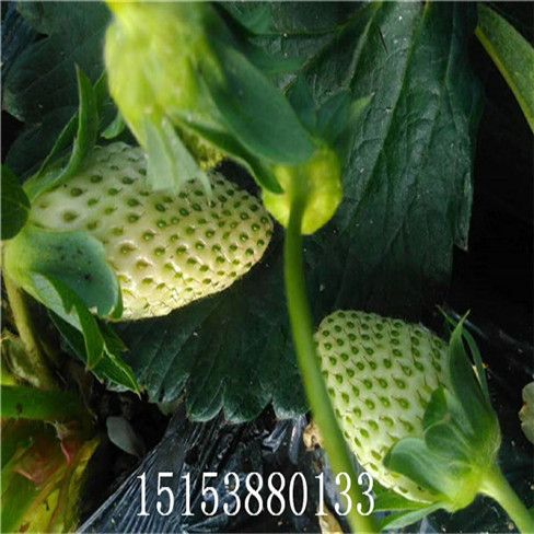2019年新品種草莓苗基地 奶油草莓苗價(jià)格  多買(mǎi)多送