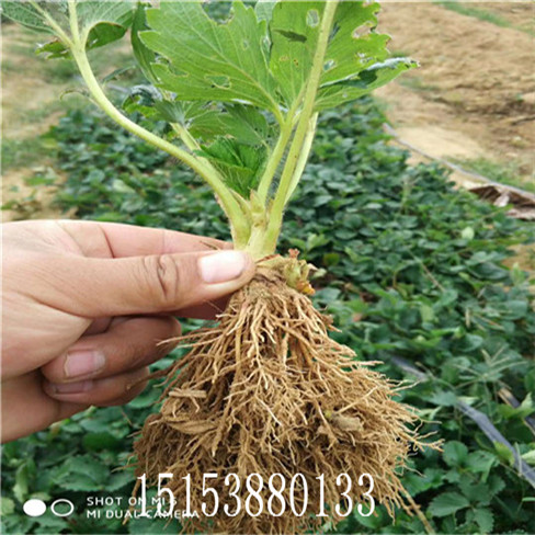 紅顏草莓苗 奶油草莓苗 桃熏草莓苗  現(xiàn)貨