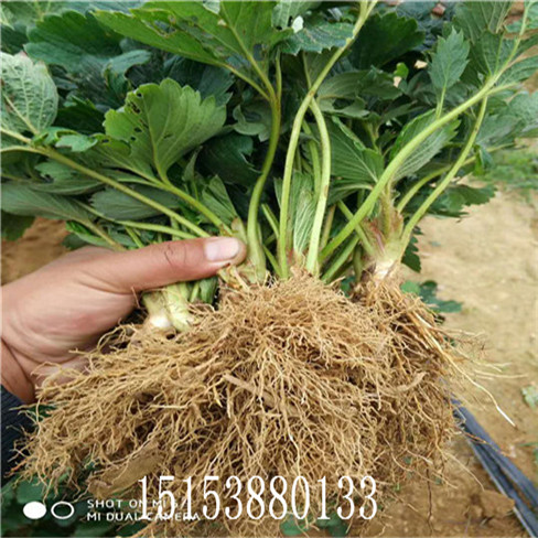 妙香7號(hào)草莓苗 潤(rùn)澤 草莓苗 桃熏草莓苗 白草莓  抗旱能力強(qiáng)