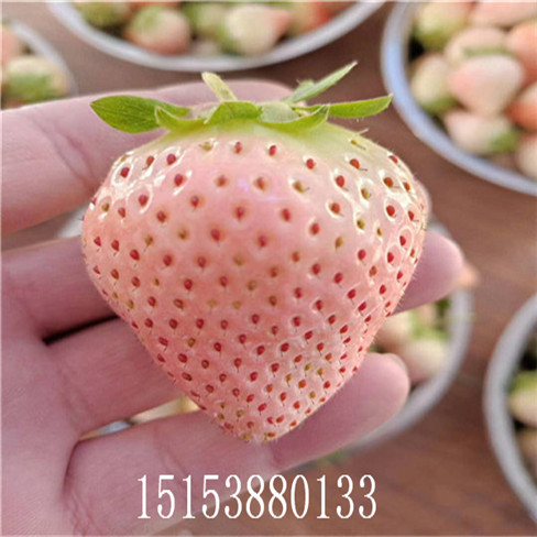 2019年新品種草莓苗基地 奶油草莓苗價(jià)格  多買(mǎi)多送