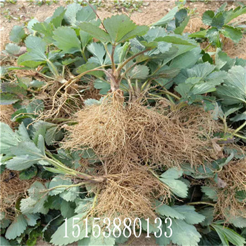 草莓苗 草莓種苗 甜寶草莓苗 牛奶草莓 地栽成品苗  量大優(yōu)惠