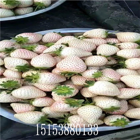 妙香7號(hào)草莓苗 潤(rùn)澤 草莓苗 桃熏草莓苗 白草莓  抗旱能力強(qiáng)