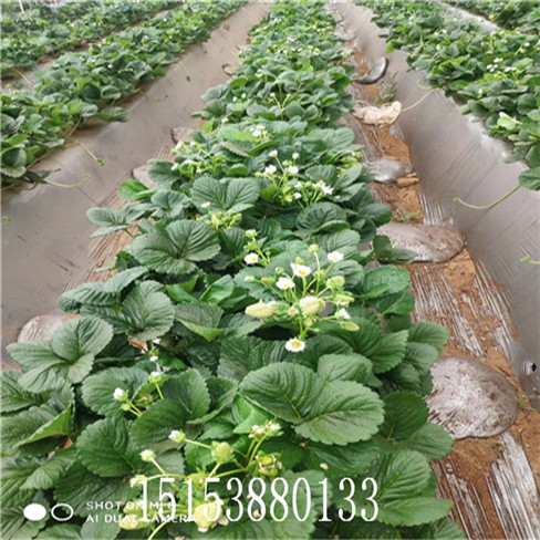 章姬草莓苗量大價優 法蘭地草莓苗  新品種果樹苗