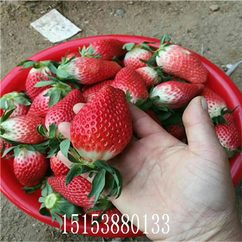 天津草莓苗,紅顏草莓苗,甜寶草莓苗,香椿苗,量大優(yōu)惠中