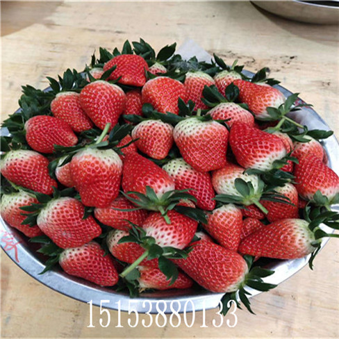 甜宝草莓苗 草莓苗基地欢迎选购  到货速度快