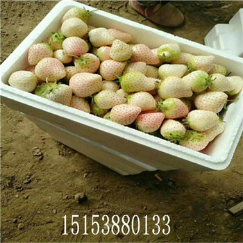 上海姬草莓苗甜查理妙香牛奶草莓苗甜寶草莓苗,來電咨詢