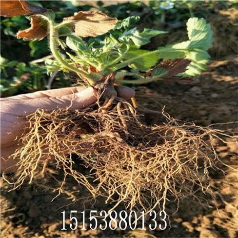 紅顏草莓苗價(jià)格,紅顏草莓苗多少錢一顆，  易