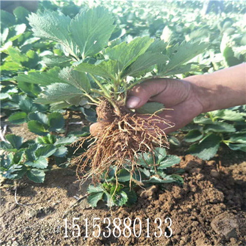 草莓苗 草莓種苗 甜寶草莓苗 牛奶草莓 地栽成品苗  量大優(yōu)惠
